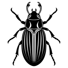 black beetle isolated on white