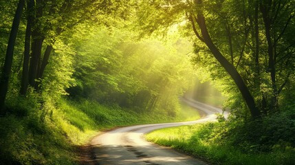 Fototapeta premium road in the middle of the forest