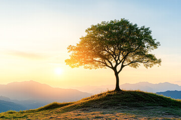 Obraz premium Sunrise over majestic tree mountain landscape nature tranquil view