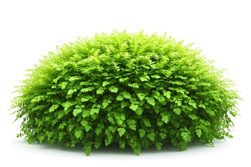 Fototapeta premium Lush Green Bush, Vibrant Foliage, Spring Plants, Garden Greenery, Natural Beauty, Outdoor Decor, Landscaping Ideas, Plant Life, Botanical Wonders, Leafy Shrub