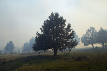 A US Forest Service prescribed burn in juniper forest in Modoc County California in May 2024.