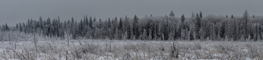 Long panoramic of frost covered marsh and forest with a gray somber sky

