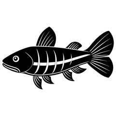 fish on a white background