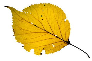 Macro of a bright orange backlit birch isolated leaf on a clean white background
