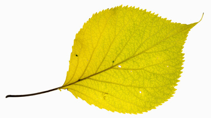 Macro of a bright yellow backlit birch isolated leaf on a clean white background
