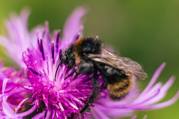 Bumblebee on Purple Flower in Carpathian Summer Meadow