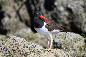 American Oystercatcher (Haematopus palliatus) on the shore of Baja California, Mexico.