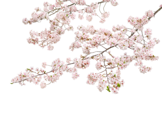 サクラ　ソメイヨシノ