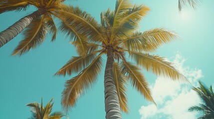 Photo of palm trees, tropical vibes, blue sky, high-angle shot