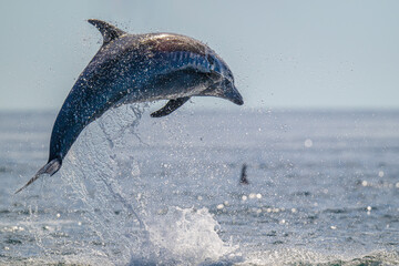 A Bottlenose dolphin (Tursiops truncatus) leaping out of the water near Baja California Sur, Mexico. © Kirk Hewlett