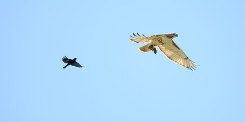 A flying Red-tailed Hawk (Buteo jamaicensis) carrying an Eastern Chipmunk (Tamias striatus) while being chased by a Red-winged Blackbird (Agelaius phoeniceus) in Michigan, USA.