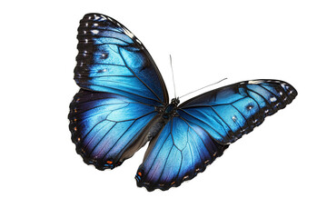 A blue butterfly with black wings is flying in the air , isolated on white background