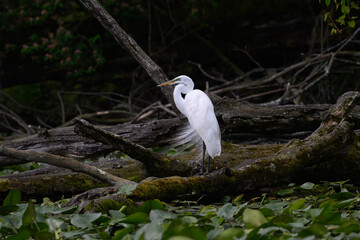 A great egret (Ardea alba) in breeding plumage in the Spring in Michigan, USA.