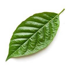 Obraz premium green cocoa leaf isolated on white
