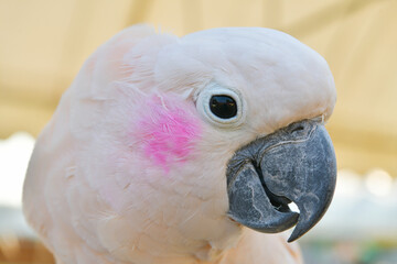 close up of a white parrot