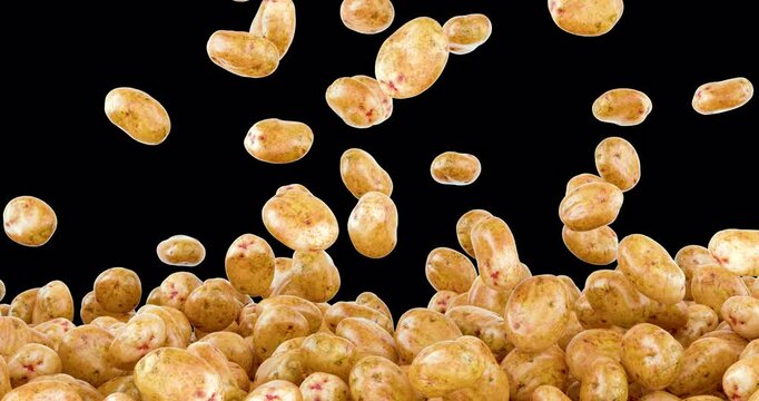 Potatoes with realistic texture falling and fill the screen. 3D animation on transparent background