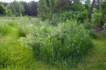 Beautiful naturalistic spring garden with  native herbs and  flowers - oregano, horseradish, strawberry, cherry, gooseberry, currant.