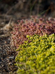 Sedum acre, goldmoss stonecrop, mossy stonecrop, goldmoss sedum, biting stonecrop and wallpepper, is a perennial flowering plant in the family Crassulaceae. It is native to Europe, Asia and Africa.