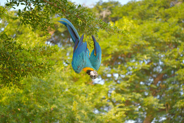 blue and gold macaw parrot Free-flying training bird 