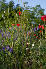 Wildflower meadow with violet hairy vetch and bright red poppy flowers. Botanical picture of  native plants in Cental Europe.