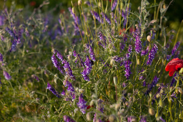 Beautiful pink and violet meadow with delicate blooming wildflower - hairy vetch, red clover, chamomile.