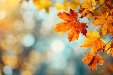 Fototapeta premium Autumn leaves glowing in the sunlight