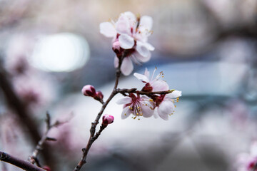 Apricot flowers bloom on the tree