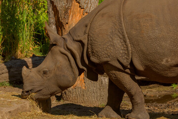 Fototapeta premium portrait of an adult rhinoceros on a sunny day in selective focus.