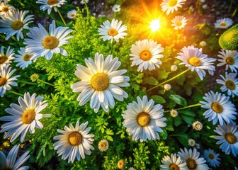 Fototapeta premium Drone's eye view: Daisies and leaves form intricate, beautiful patterns in this high-resolution nature photograph.