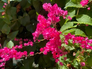 Mexican creeper flower, bright pink, nature background.