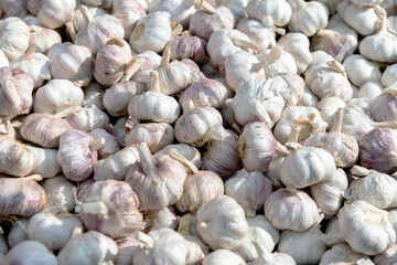 Pile of dry garlics in market