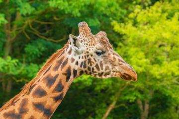 Giraffe in selective focus on green natural background
