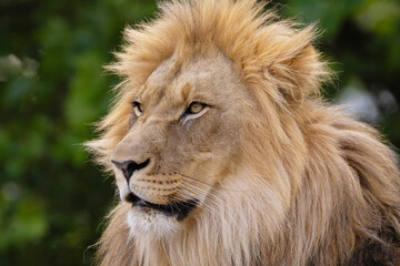 close-up image of a lion's head. expression is calm and majestic
