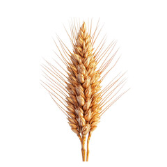 Fototapeta premium Golden Wheat Spike Against White Background Isolated on transparent background