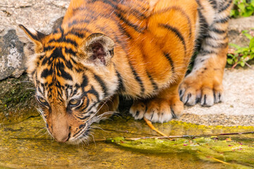 Sumatran tiger family with two little cubs