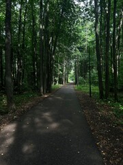 path in the forest