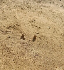 Crab's holes in the sand