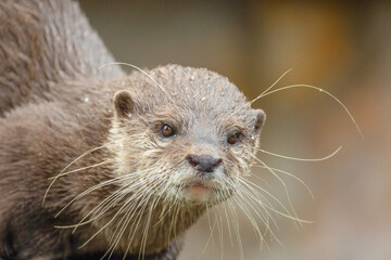 Asian small clawed otter Amblonyx cinerea, small clawed otter