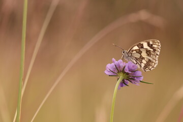una farfalla melanargia galathea su un fiore in estate