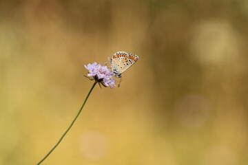 farfalla licenide in primavera al tramonto