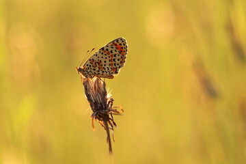 una farfalla melitaea al tramonto