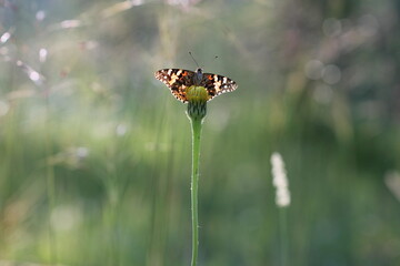 una farfalla vanessa su un fiore in estate