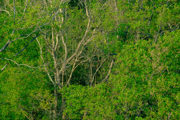 Lush Green Mangrove Forest with Intertwined Roots and Branches