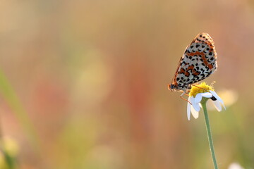 una farfalla melitaea al tramonto