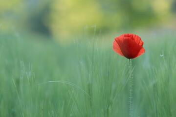 fiori di papavero in primavera in un campo