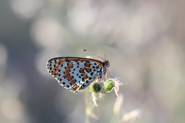 una farfalla melitaea al tramonto