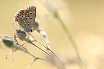 farfalla licenide in primavera al tramonto