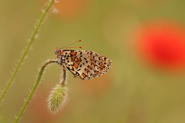 una farfalla melitaea al tramonto