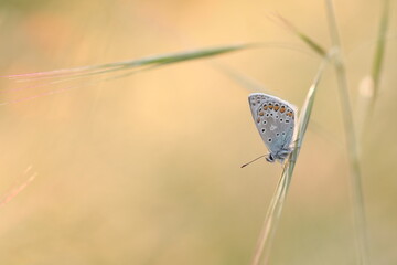 farfalla licenide in primavera al tramonto
