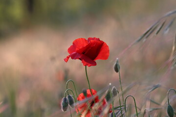 Obraz premium fiore di papavero in primavera al tramonto in un campo